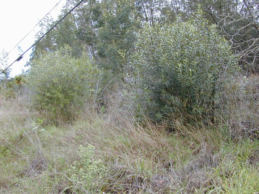 African Olive (Olea europaea subsp. cuspidata) growing in Sydney