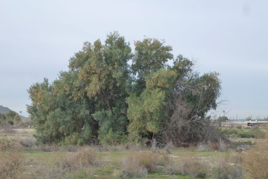 Athel Tree (Tamarix aphylla) growing in Sydney