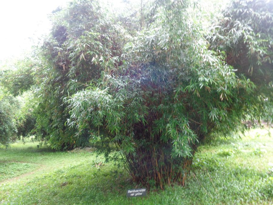 Bamboo (Bambusa and Phyllostachys species) growing in Sydney