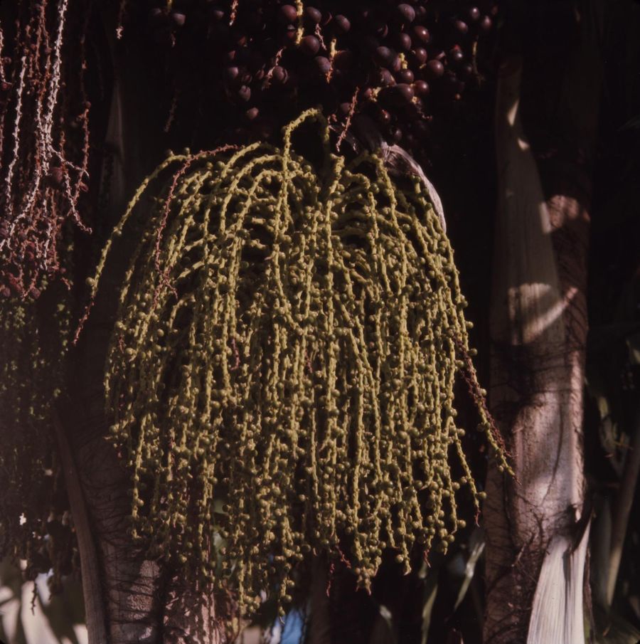 Bangalow Palm (Archontophoenix cunninghamiana) growing in Sydney
