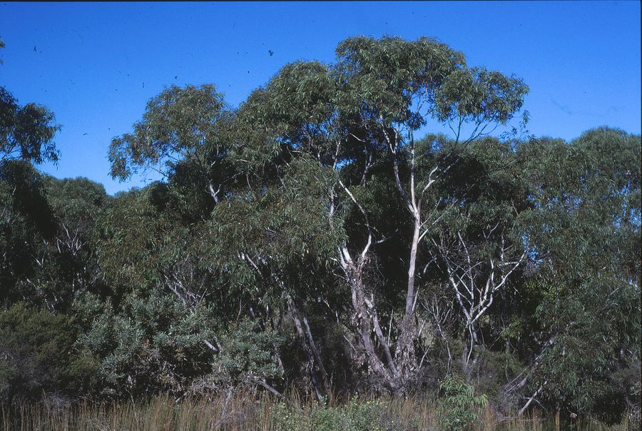 Blackbutt (Eucalyptus pilularis) growing in Sydney