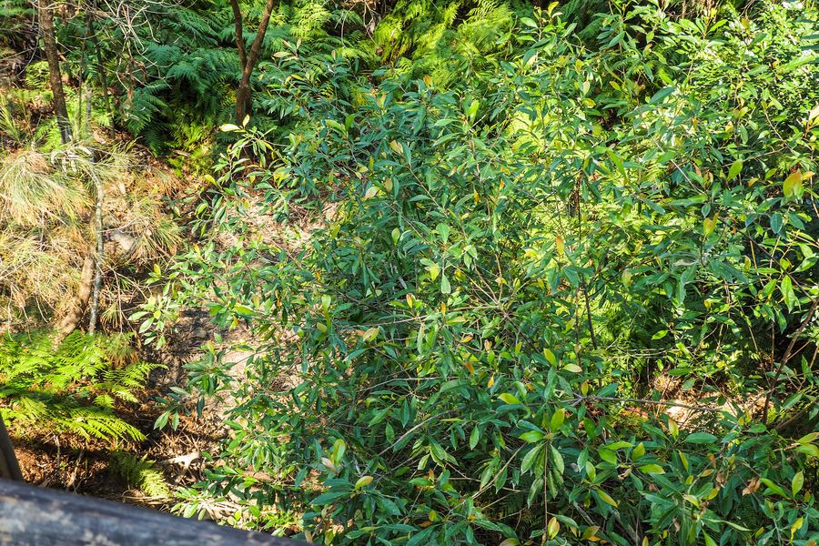 Blueberry Ash (Elaeocarpus reticulatus) growing in Sydney