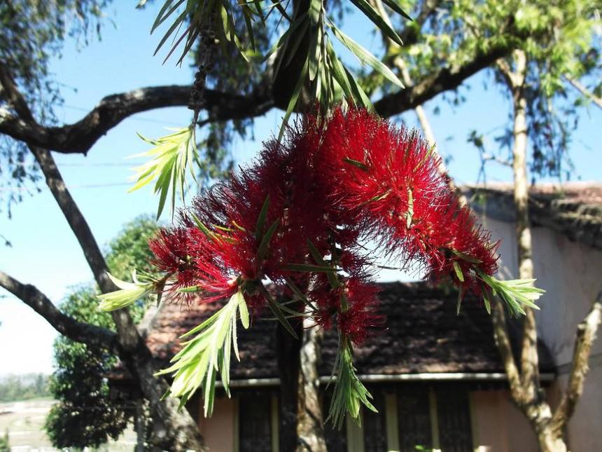 Bottlebrush (Callistemon species) growing in Sydney