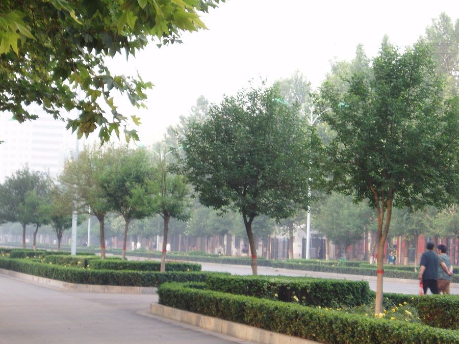Broad-Leaf Privet (Ligustrum lucidum) growing in Sydney