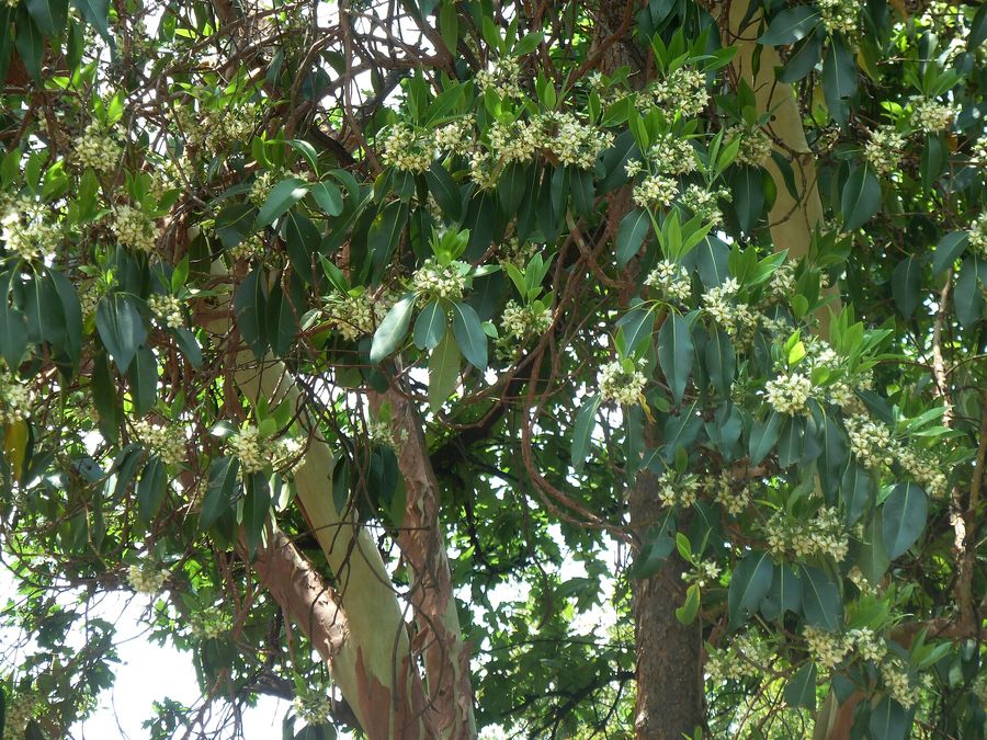 Brush Box (Lophostemon confertus) growing in Sydney