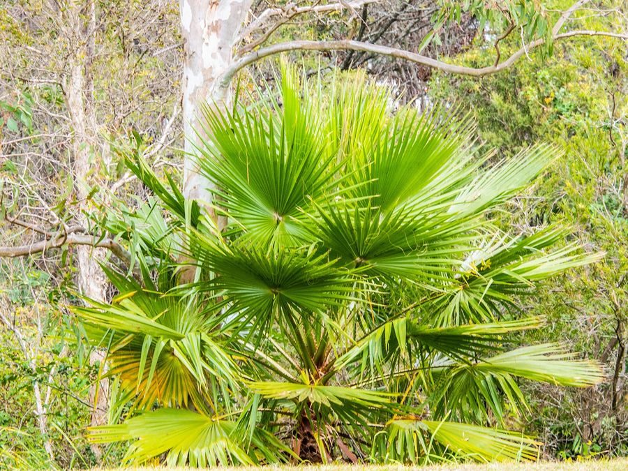 Cabbage Tree Palm (Livistona australis) growing in Sydney