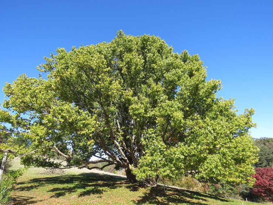 Camphor Laurel (Cinnamomum camphora) growing in Sydney