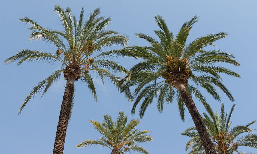 Canary Island Date Palm (Phoenix canariensis) growing in Sydney