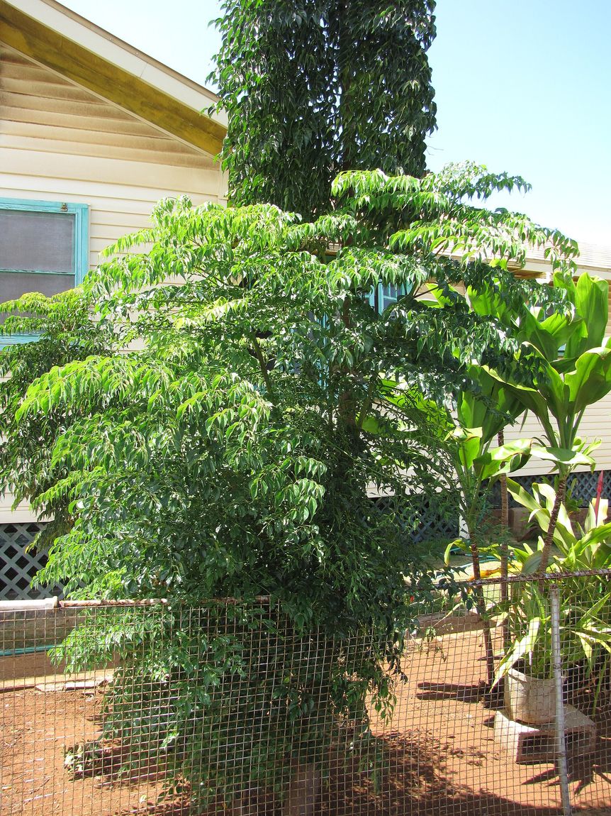 China Doll (Radermachera sinica) growing in Sydney