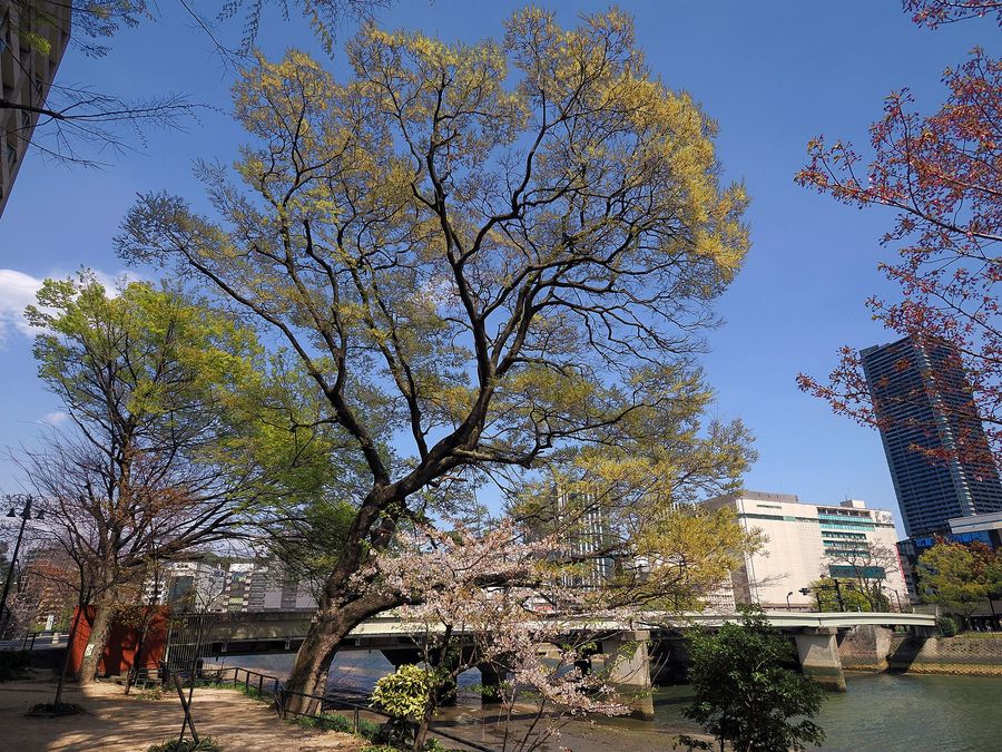 Chinese Hackberry (Celtis sinensis) growing in Sydney