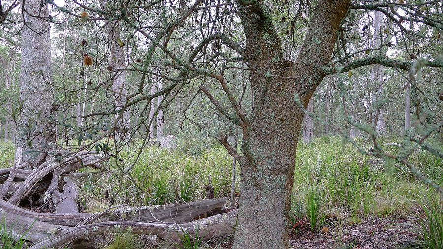Coastal Banksia (Banksia integrifolia) growing in Sydney
