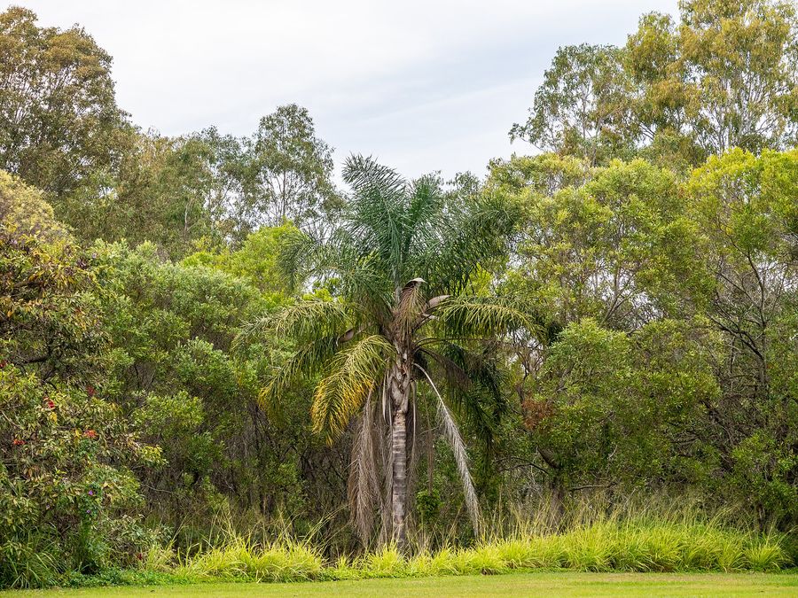 Cocos Palm (Syagrus romanzoffiana) growing in Sydney