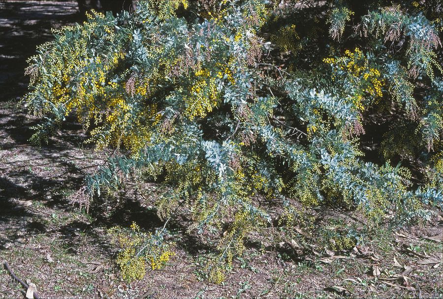 Cootamundra Wattle (Acacia baileyana) growing in Sydney