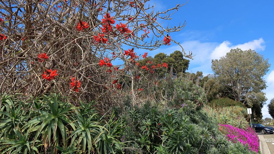 Coral Tree (Erythrina x sykesii) growing in Sydney