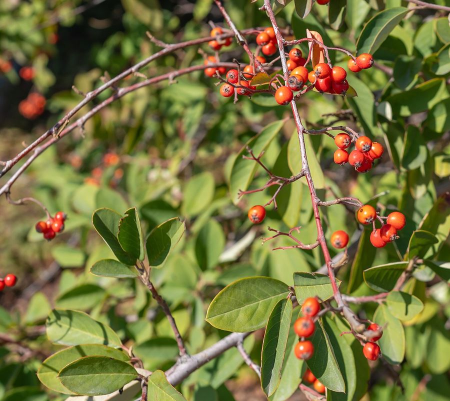 Cotoneaster (Cotoneaster glaucophyllus) growing in Sydney