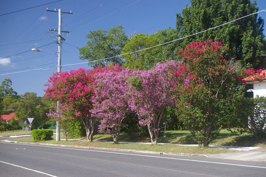 Crepe Myrtle (Lagerstroemia indica) growing in Sydney