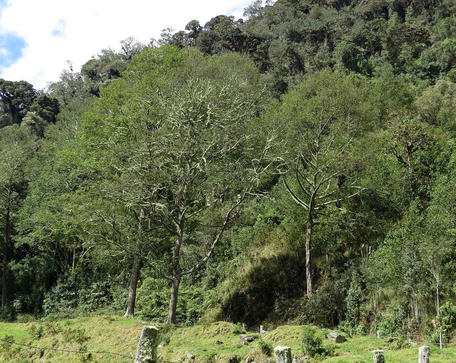 Evergreen Alder (Alnus jorullensis) growing in Sydney