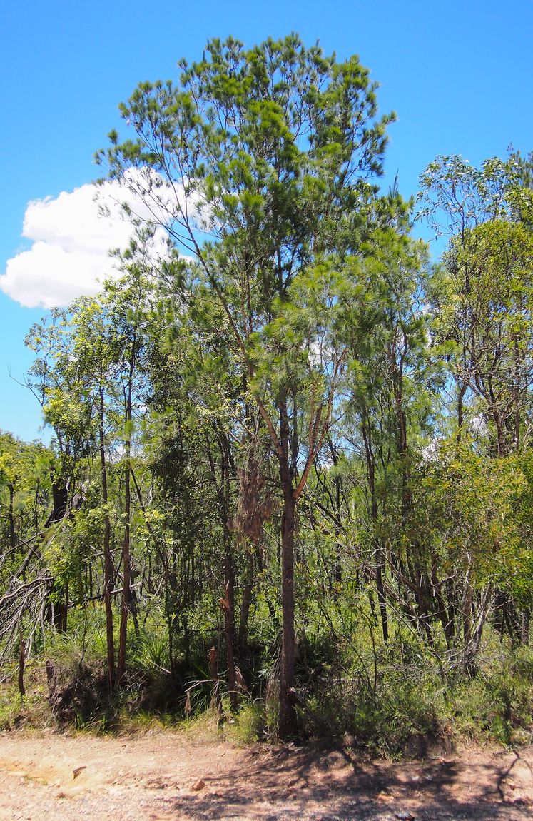 Forest Oak (Allocasuarina torulosa) growing in Sydney