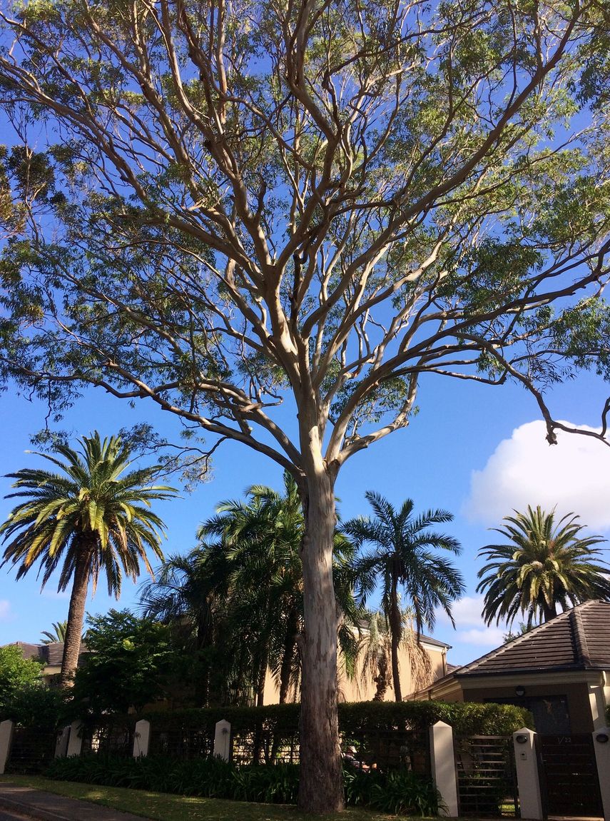 Forest Red Gum (Eucalyptus tereticornis) growing in Sydney