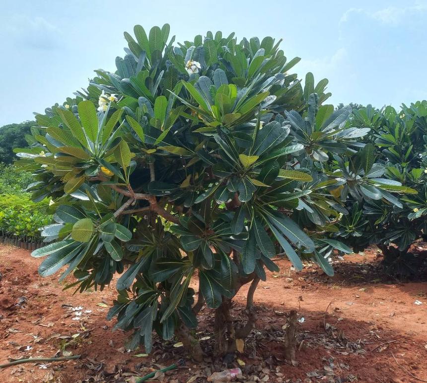 Frangipani (Plumeria rubra) growing in Sydney