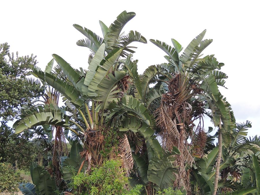 Giant Bird of Paradise (Strelitzia nicolai) growing in Sydney