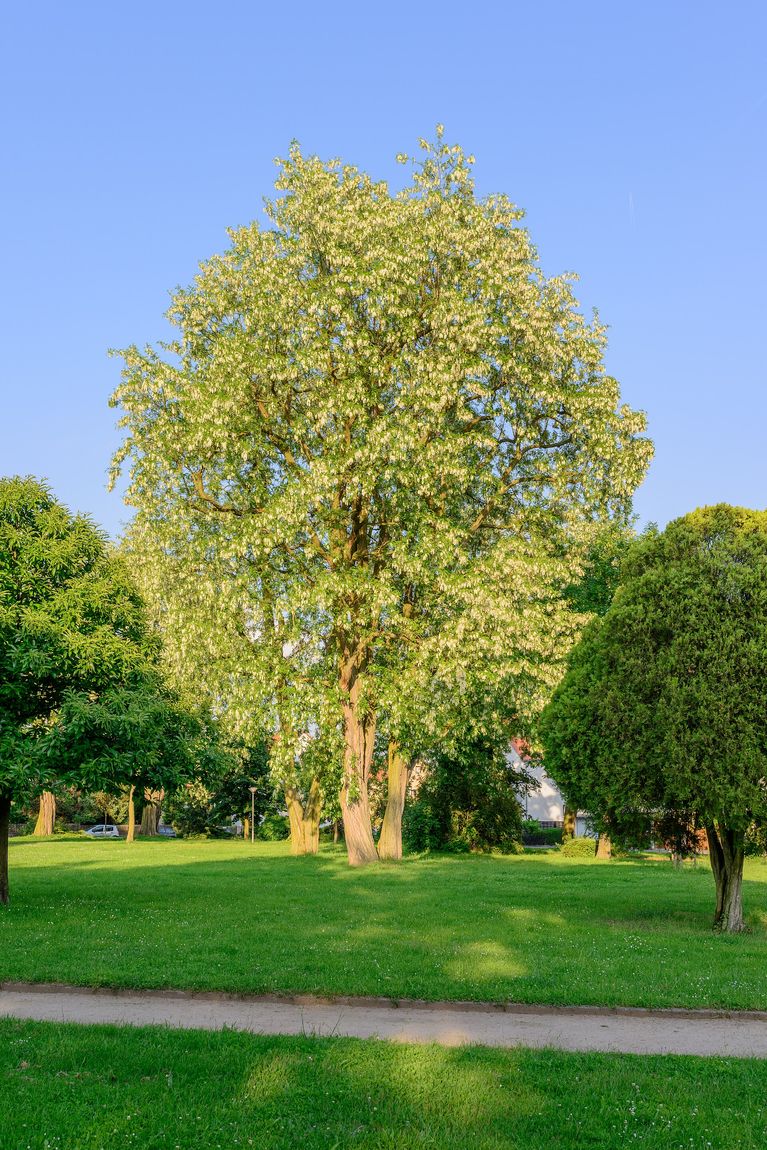 Golden Robinia (Robinia pseudoacacia 'Frisia') growing in Sydney