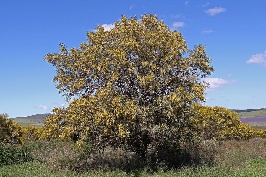 Golden Wreath Wattle (Acacia saligna) growing in Sydney