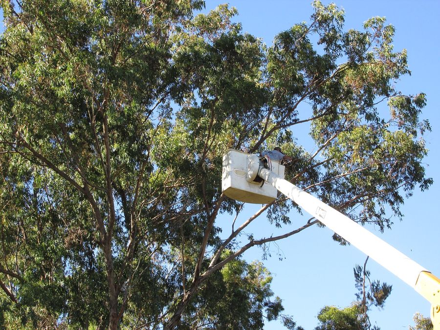 Grey Ironbark (Eucalyptus paniculata) growing in Sydney