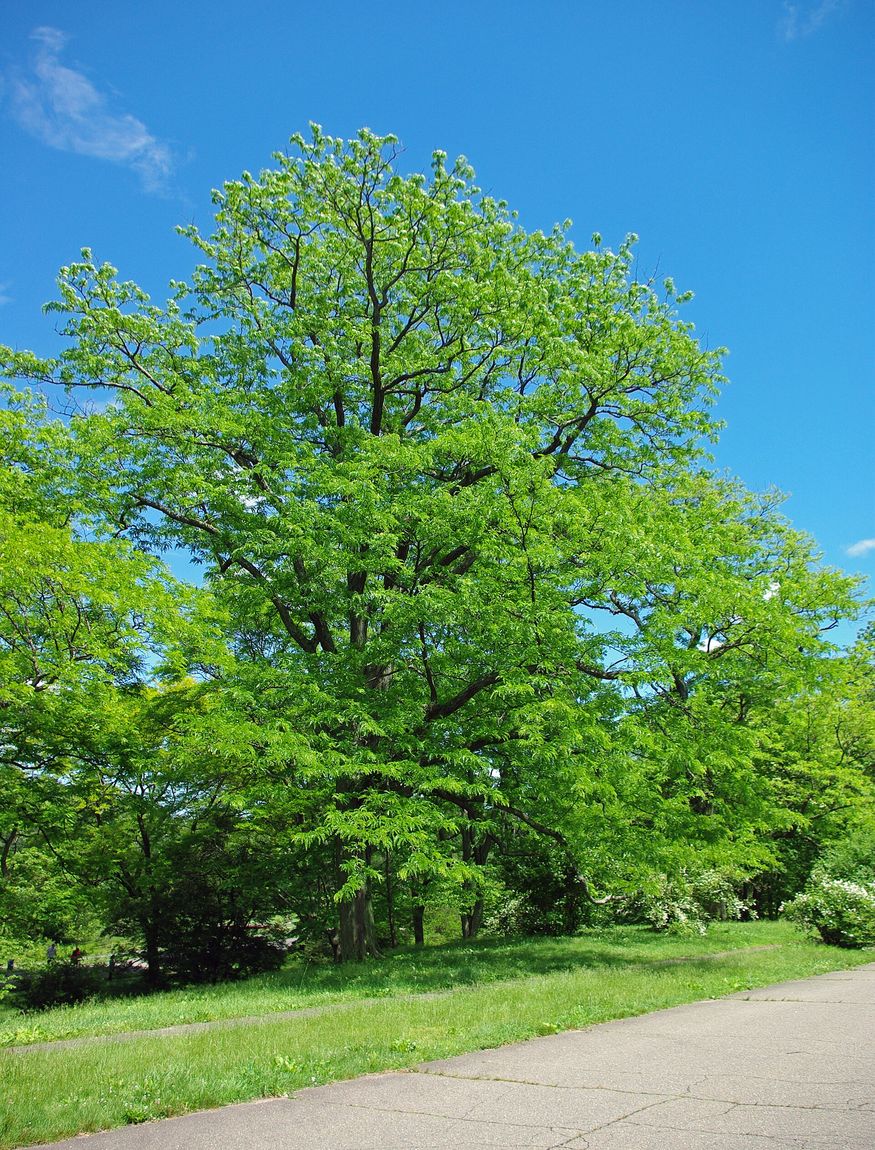 Honey Locust (Gleditsia triacanthos) growing in Sydney