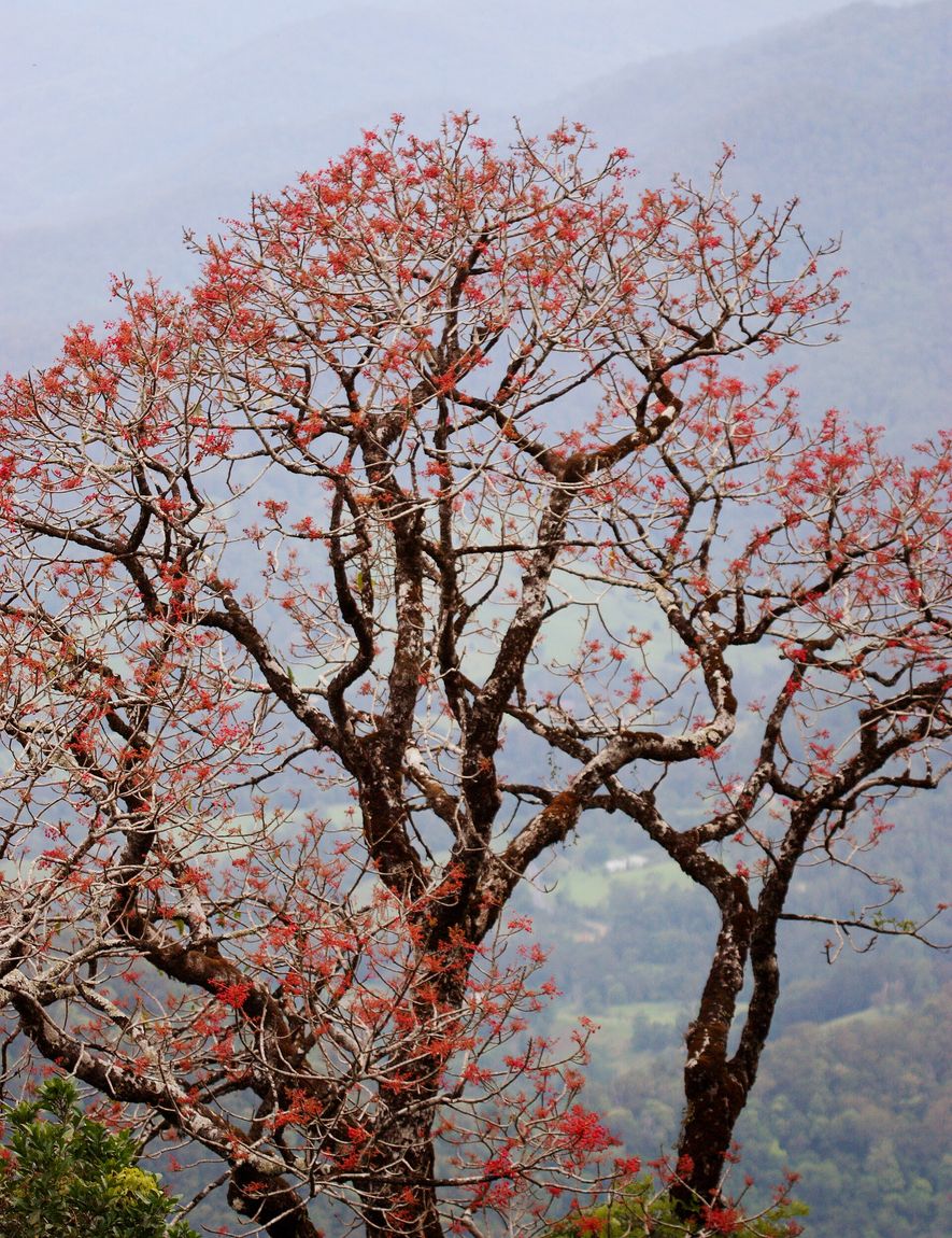 Illawarra Flame Tree (Brachychiton acerifolius) growing in Sydney