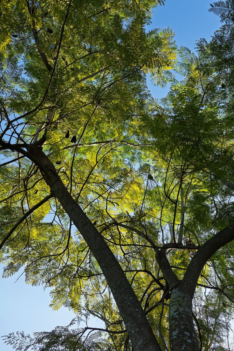 Jacaranda (Jacaranda mimosifolia) growing in Sydney