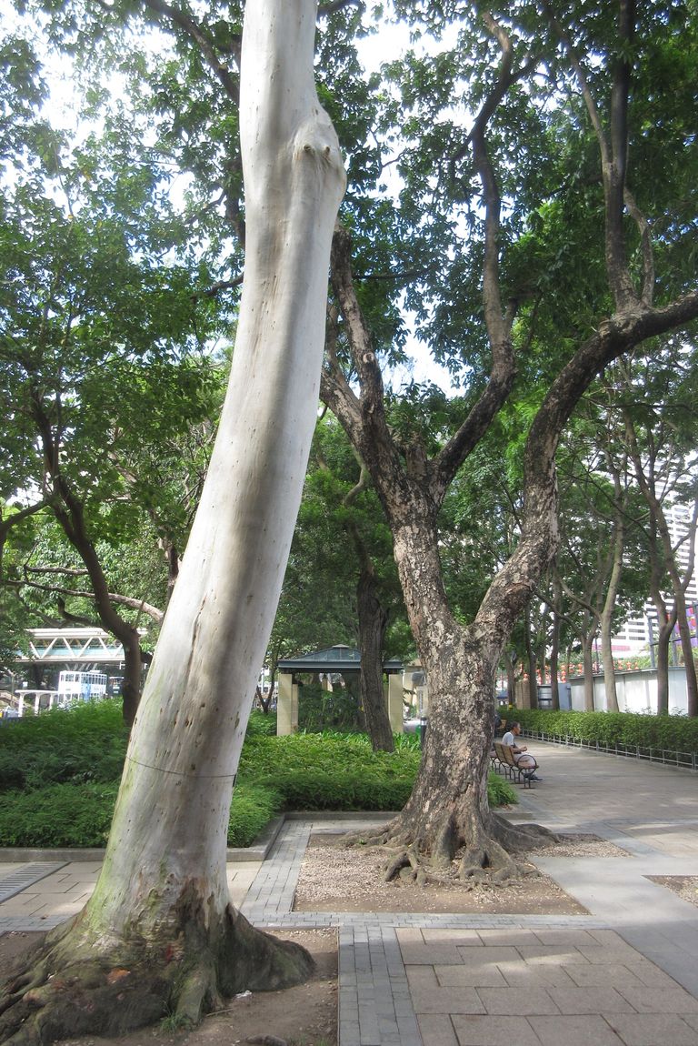 Lemon-Scented Gum (Corymbia citriodora) growing in Sydney