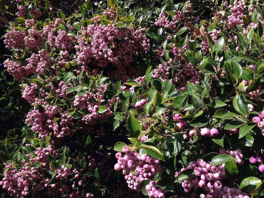 Lilly Pilly (Syzygium smithii) growing in Sydney