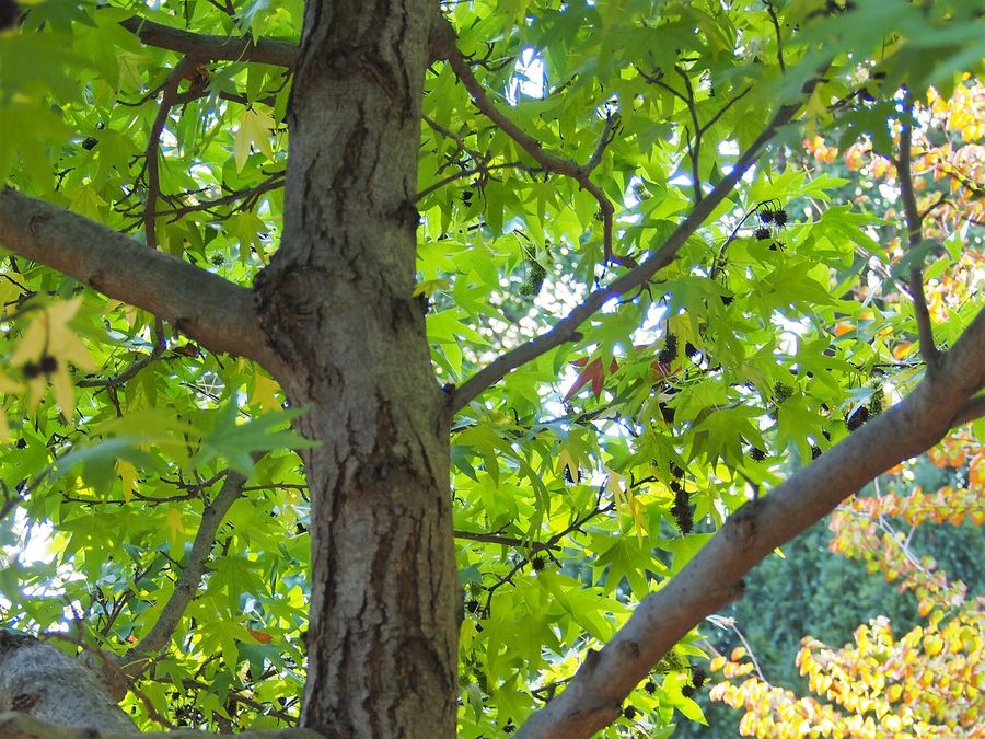 Liquidambar (Liquidambar styraciflua) growing in Sydney