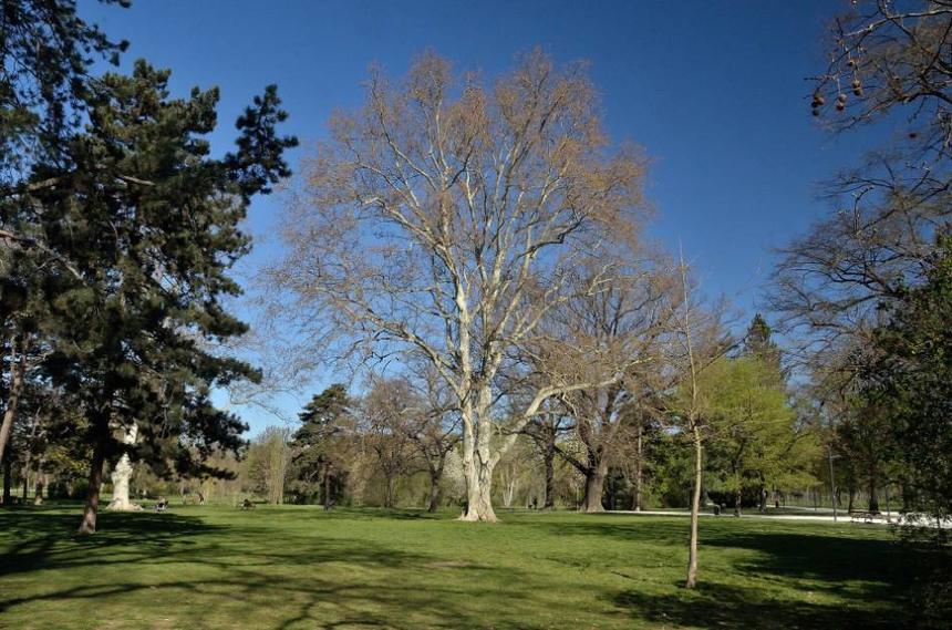 London Plane (Platanus x acerifolia) growing in Sydney