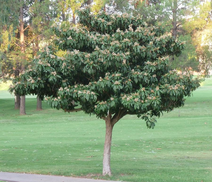 Loquat (Eriobotrya japonica) growing in Sydney