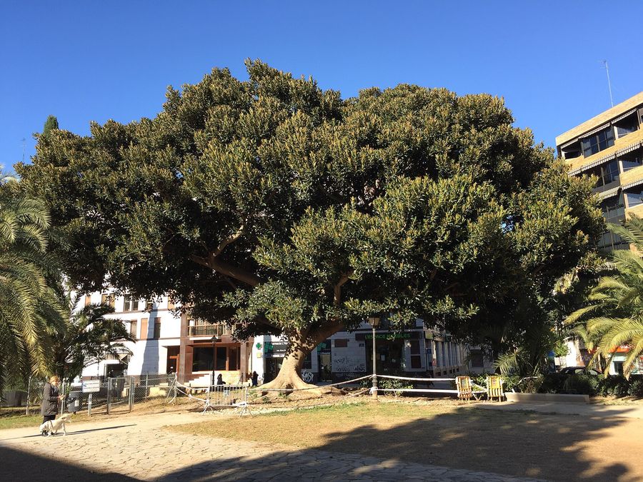 Moreton Bay Fig (Ficus macrophylla) growing in Sydney