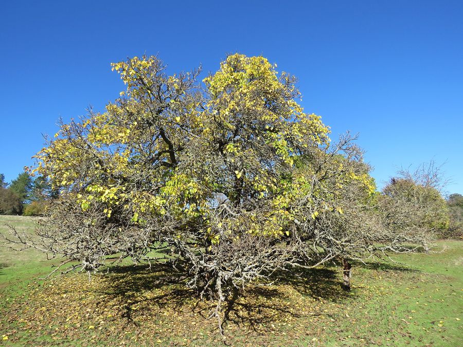 Mulberry (Morus nigra) growing in Sydney