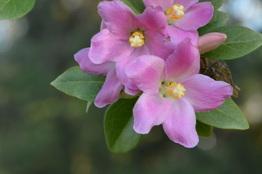 Norfolk Island Hibiscus (Lagunaria patersonia) growing in Sydney