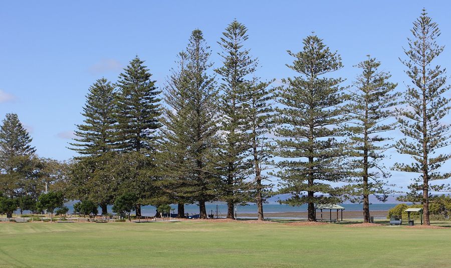 Norfolk Island Pine (Araucaria heterophylla) growing in Sydney