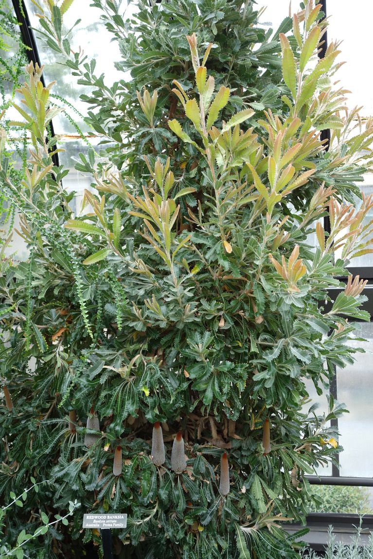 Old Man Banksia (Banksia serrata) growing in Sydney