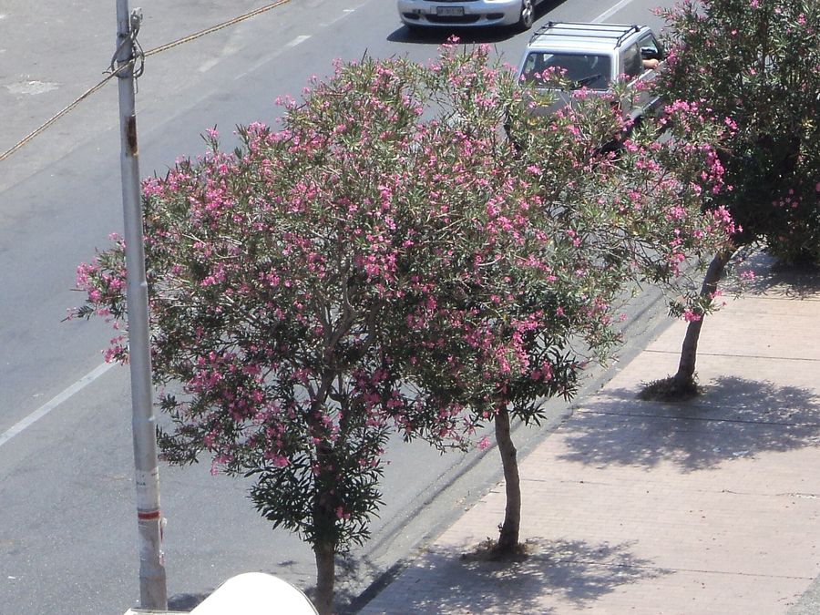 Oleander (Nerium oleander) growing in Sydney
