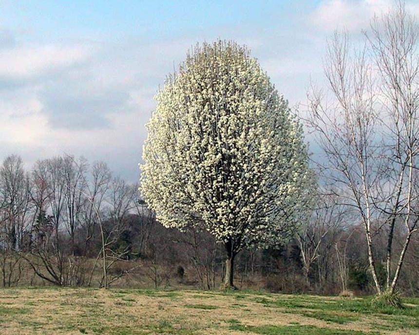 Ornamental Pear (Pyrus calleryana) growing in Sydney