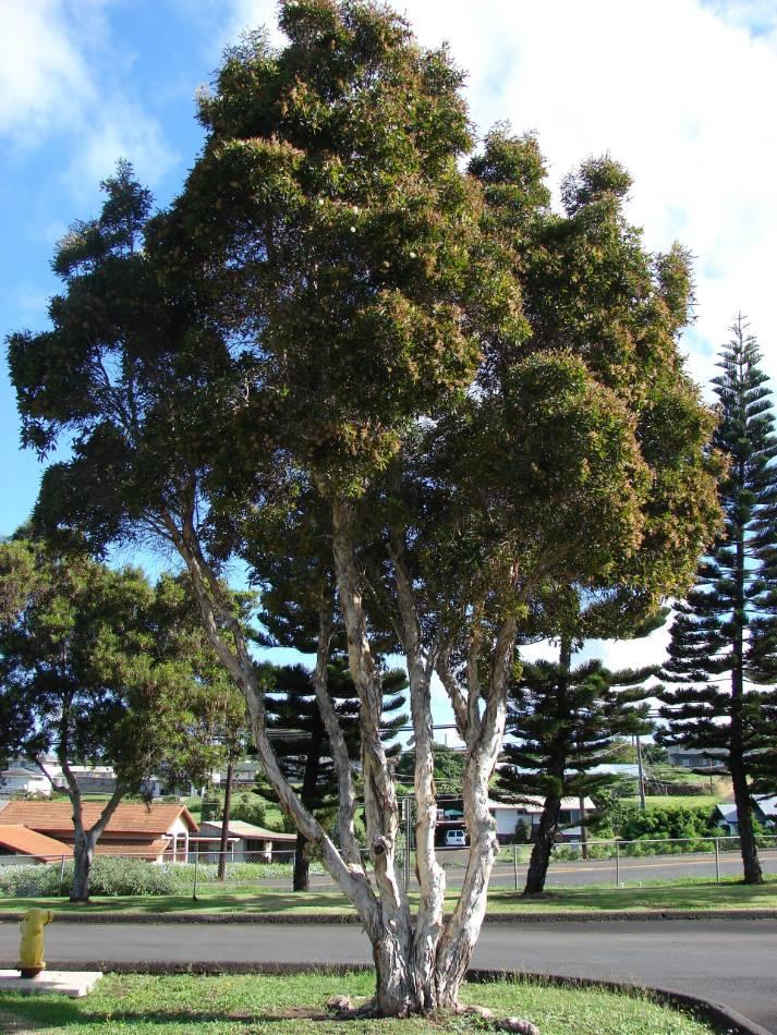 Broad-Leaved Paperbark (Melaleuca quinquenervia) growing in Sydney