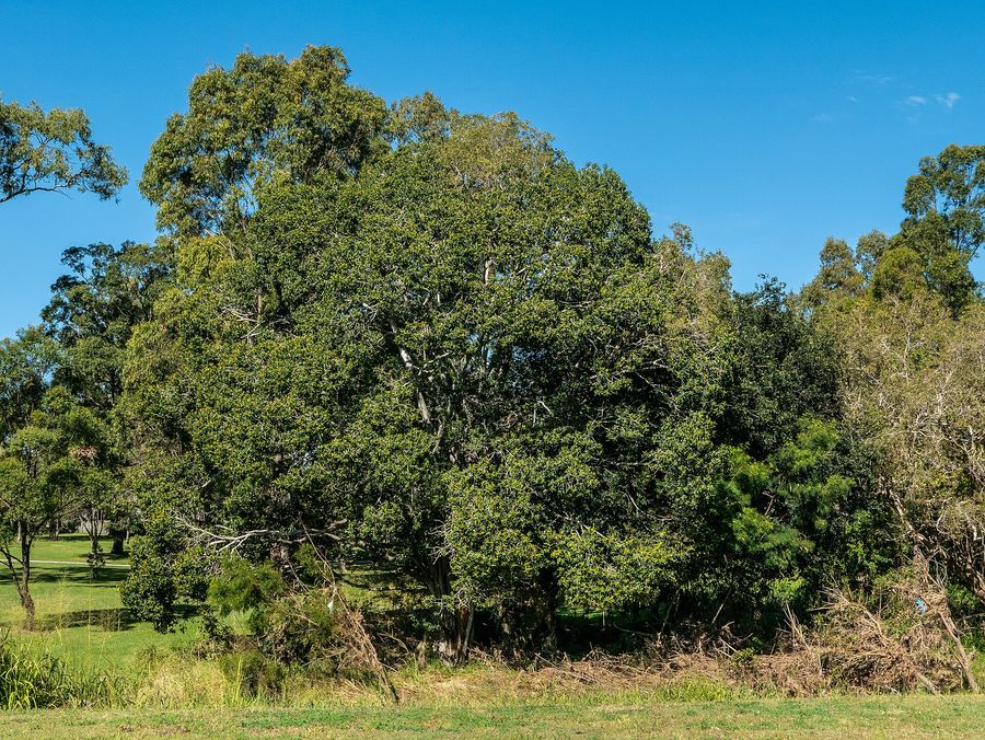 Port Jackson Fig (Ficus rubiginosa) growing in Sydney