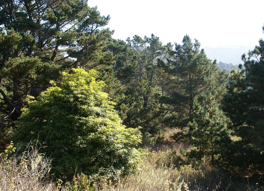 Radiata Pine (Pinus radiata) growing in Sydney