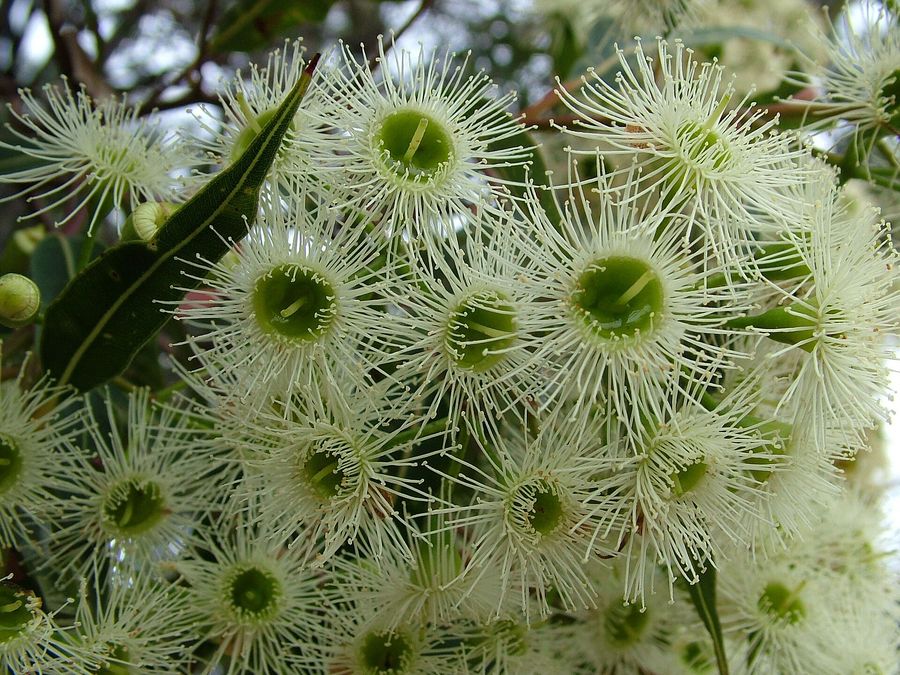 Red Bloodwood (Corymbia gummifera) growing in Sydney