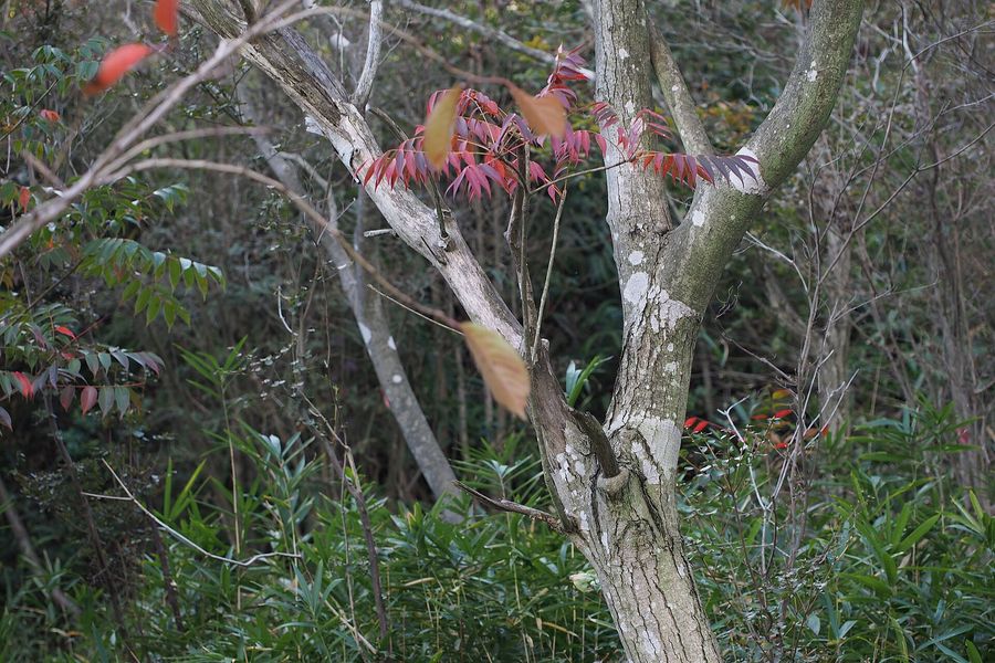 Rhus Tree (Toxicodendron succedaneum) growing in Sydney