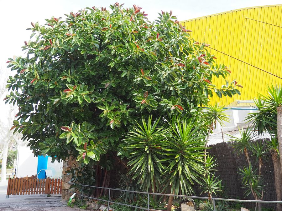 Rubber Tree (Ficus elastica) growing in Sydney