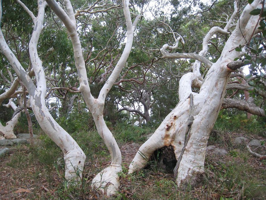 Scribbly Gum (Eucalyptus haemastoma) growing in Sydney